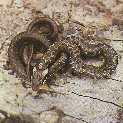 Image of Aesculapian Ratsnake