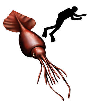 Image of Mesonychoteuthis Robson 1925