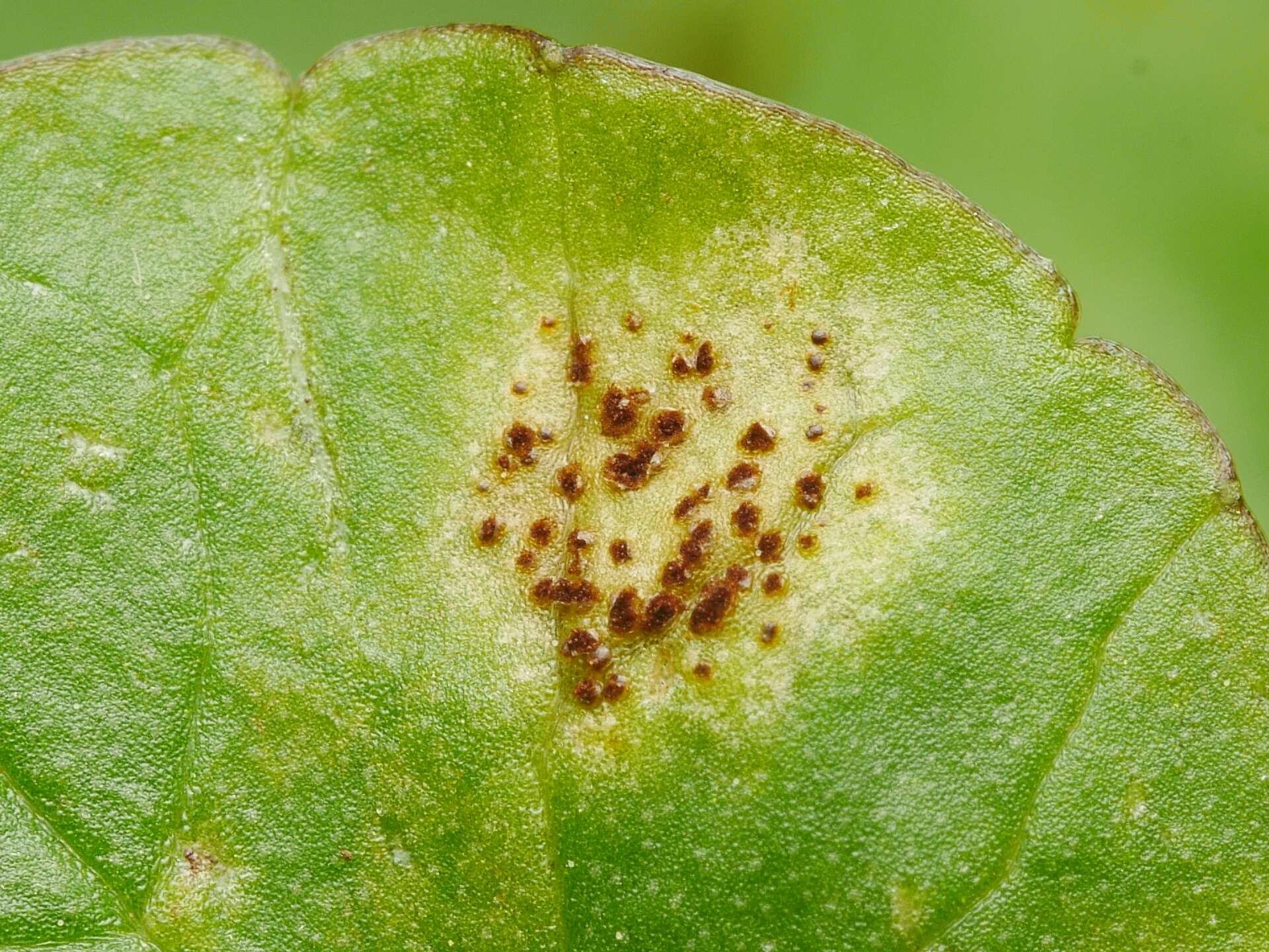 Image of Uromyces ficariae (Schumach.) Lév. 1860