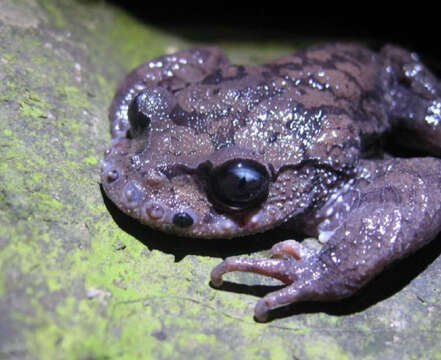 Imagem de Leptobrachium boringii (Liu 1945)