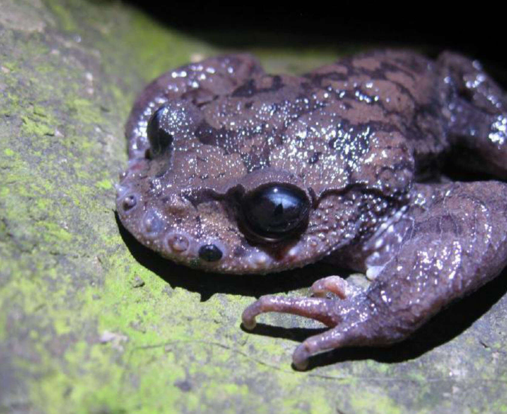 Image of Leptobrachium boringii (Liu 1945)