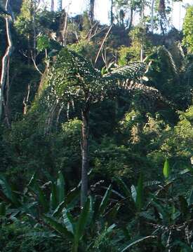 Image of Caryota obtusa Griff.