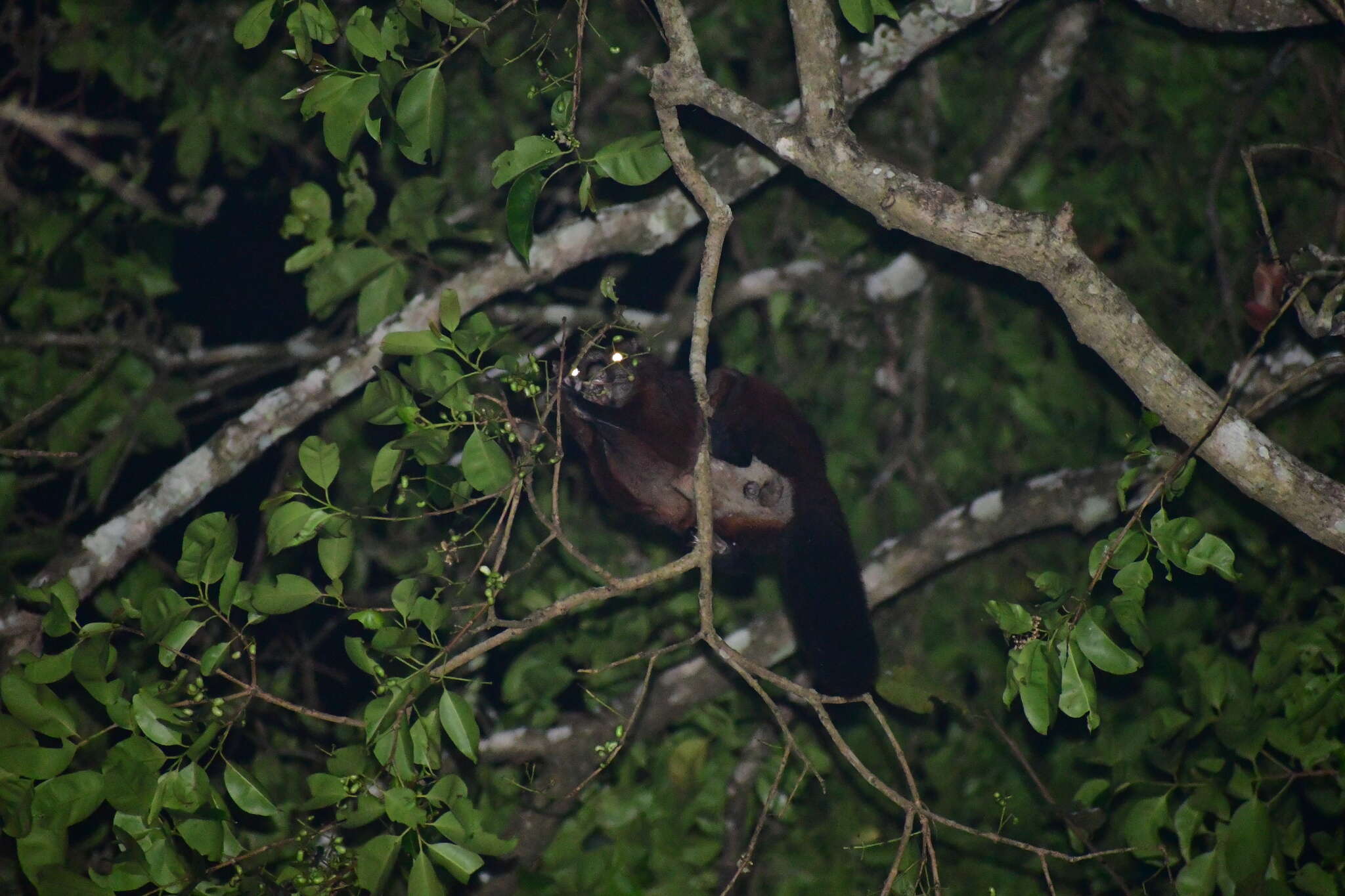 Image of Indian Giant Flying Squirrel