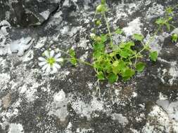 Imagem de Stellaria cuspidata Willd. ex Schltdl.