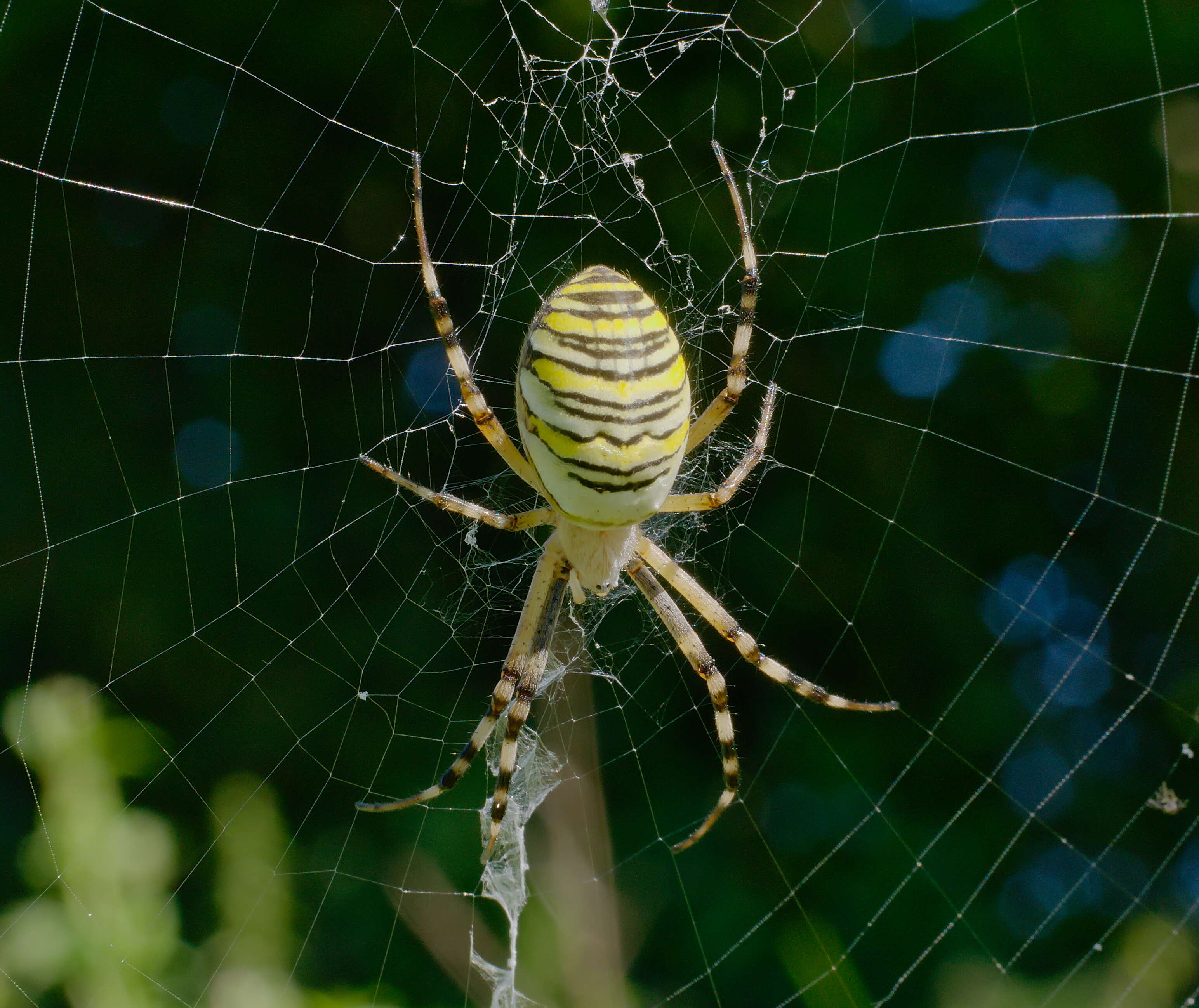 Image of Barbary Spider