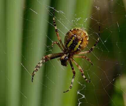 Image of Barbary Spider