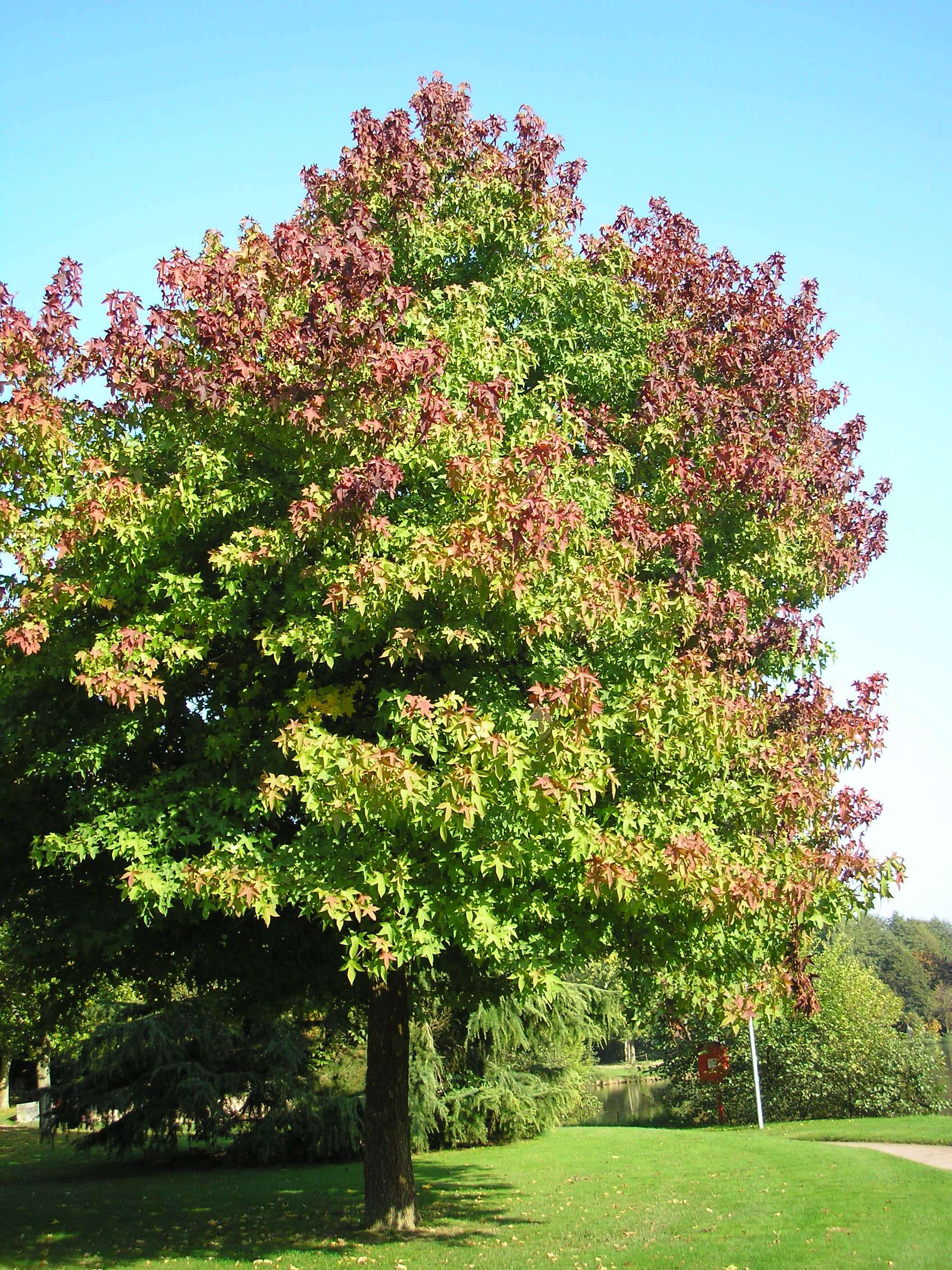 Image of American Sweetgum