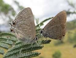 Image of Jalmenus icilius (Hewitson (1865))