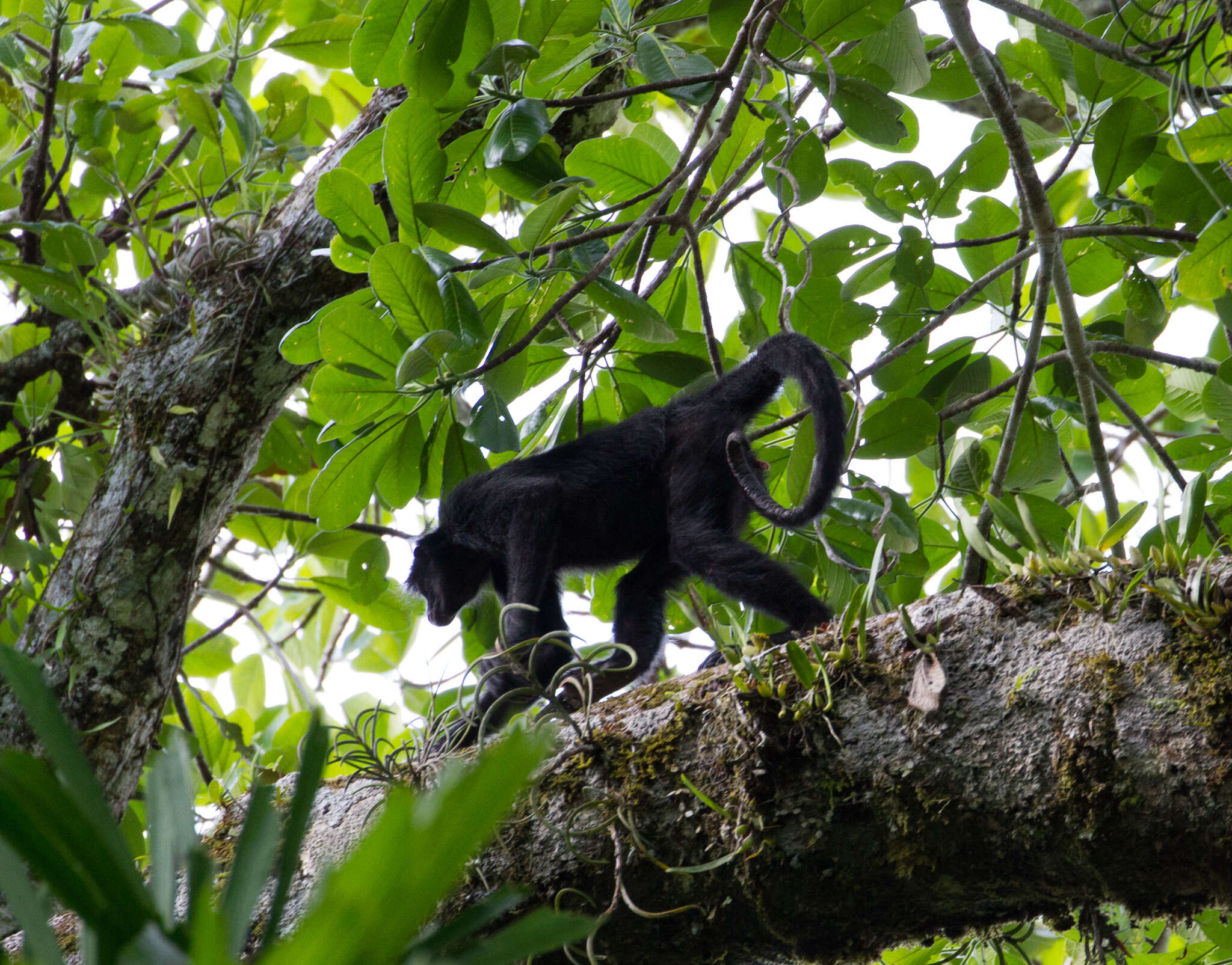 Image of Black-faced Black Spider Monkey