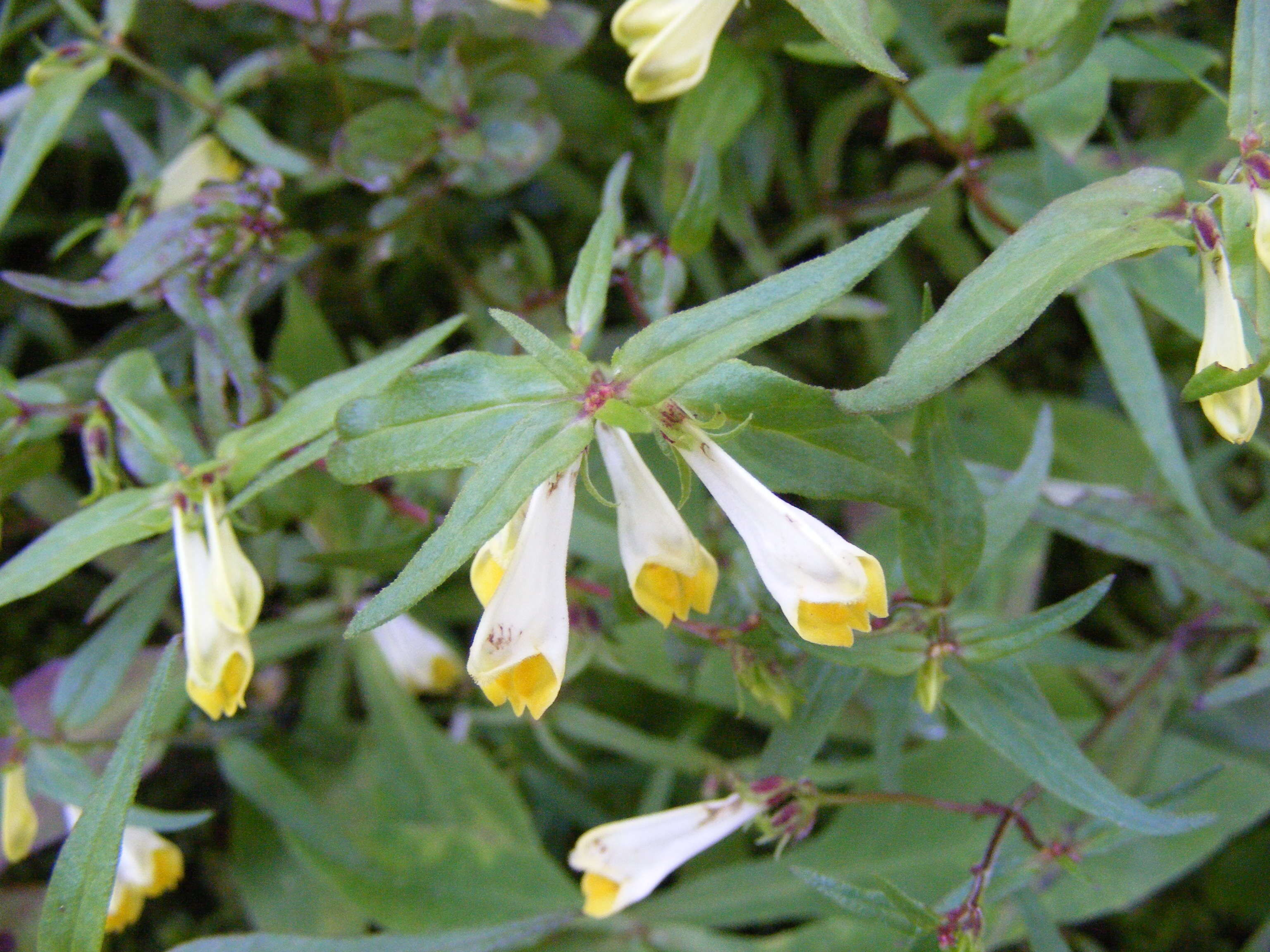 Image of common cow-wheat