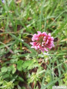 Image of peanut clover