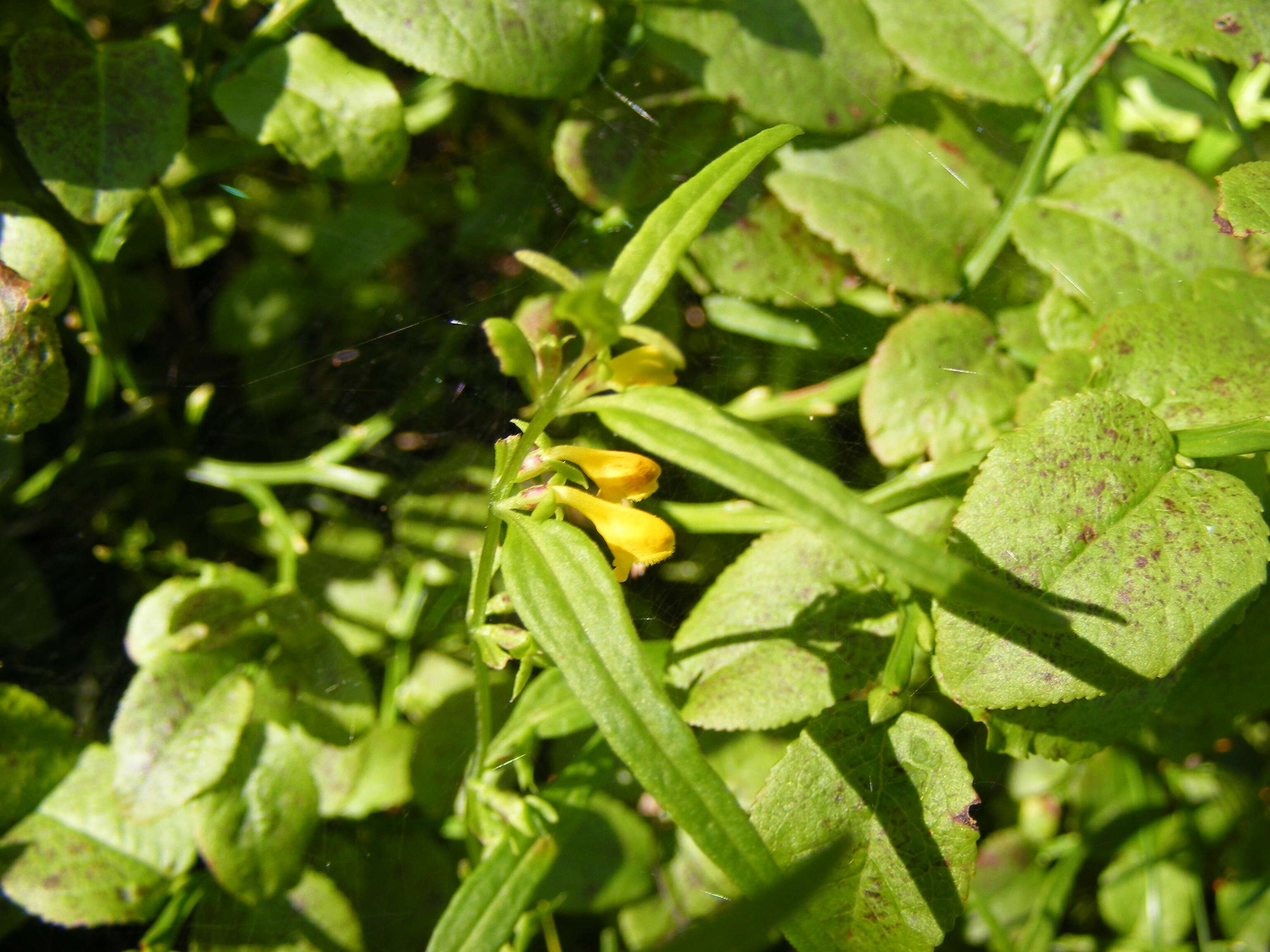 Image of Small cow-wheat