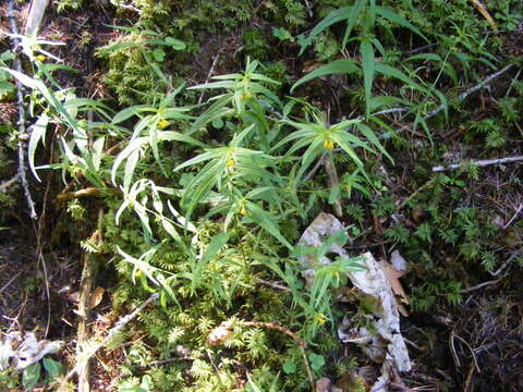 Image of Small cow-wheat