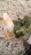 صورة Codium galeatum