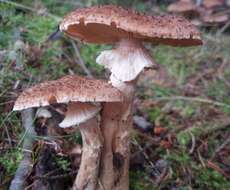 Image of Armillaria ostoyae (Romagn.) Herink 1973