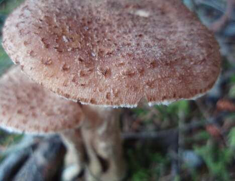 Image of Armillaria ostoyae (Romagn.) Herink 1973