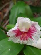 Image of Costus arabicus L.