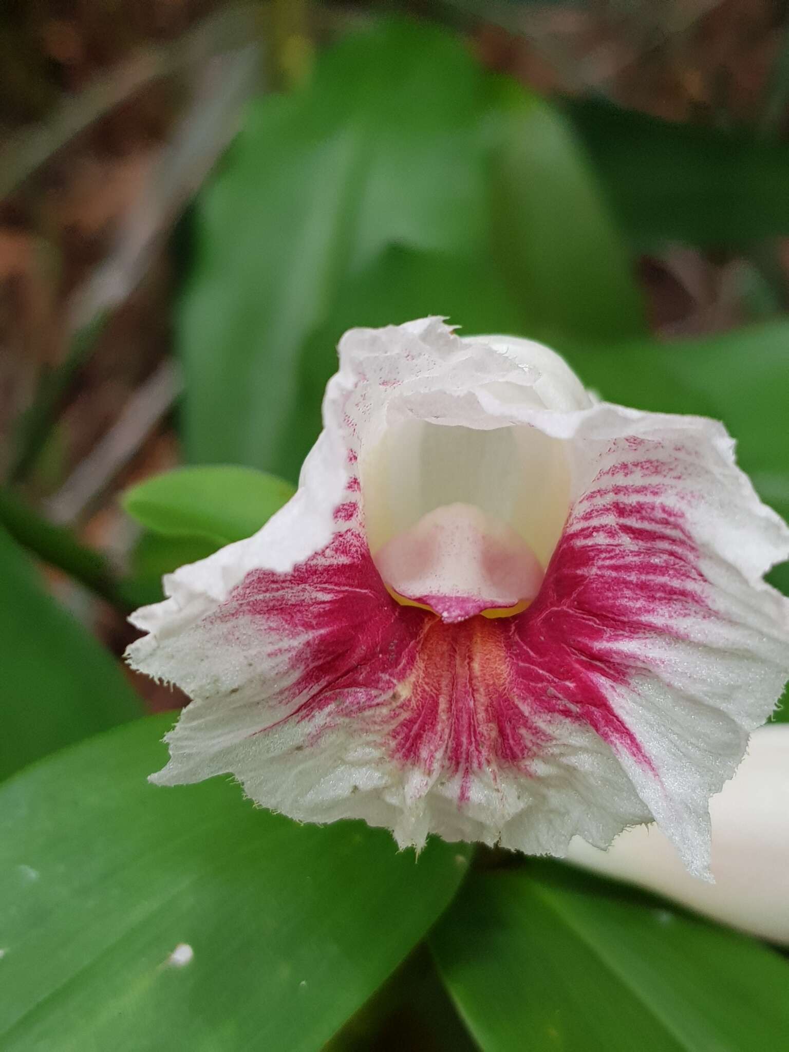 Image of Costus arabicus L.