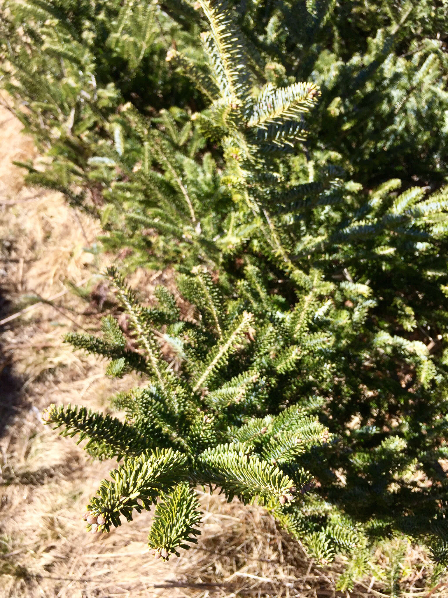 Image of Fraser Fir