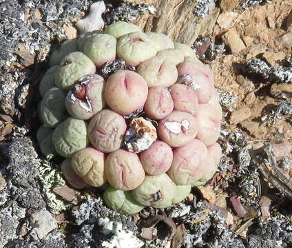 Image of Conophytum truncatum subsp. truncatum