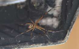 Image of brown button spider