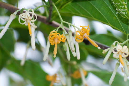 Image de Alangium chinense (Lour.) Harms