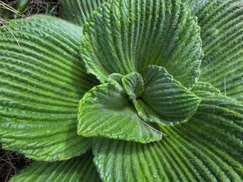 Image of Pleurophyllum speciosum Hook. fil.