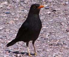 Plancia ëd Turdus chiguanco d'Orbigny & Lafresnaye 1837