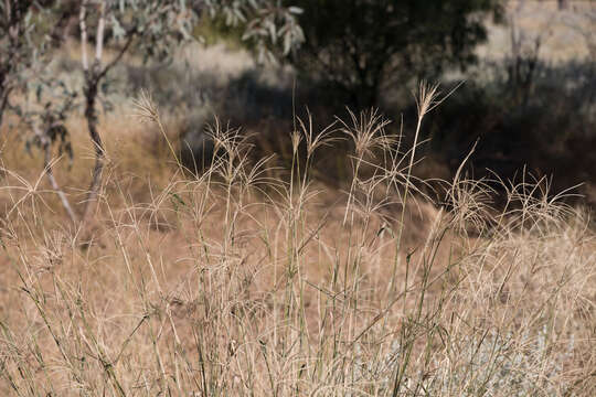 Image of Cane Sprangletop