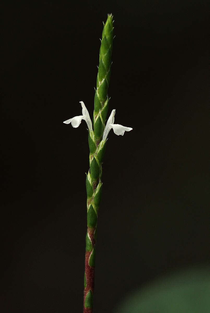 Elytraria marginata Vahl resmi