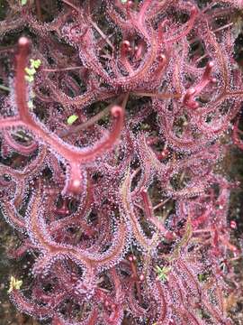 Image of Drosera binata Labill.