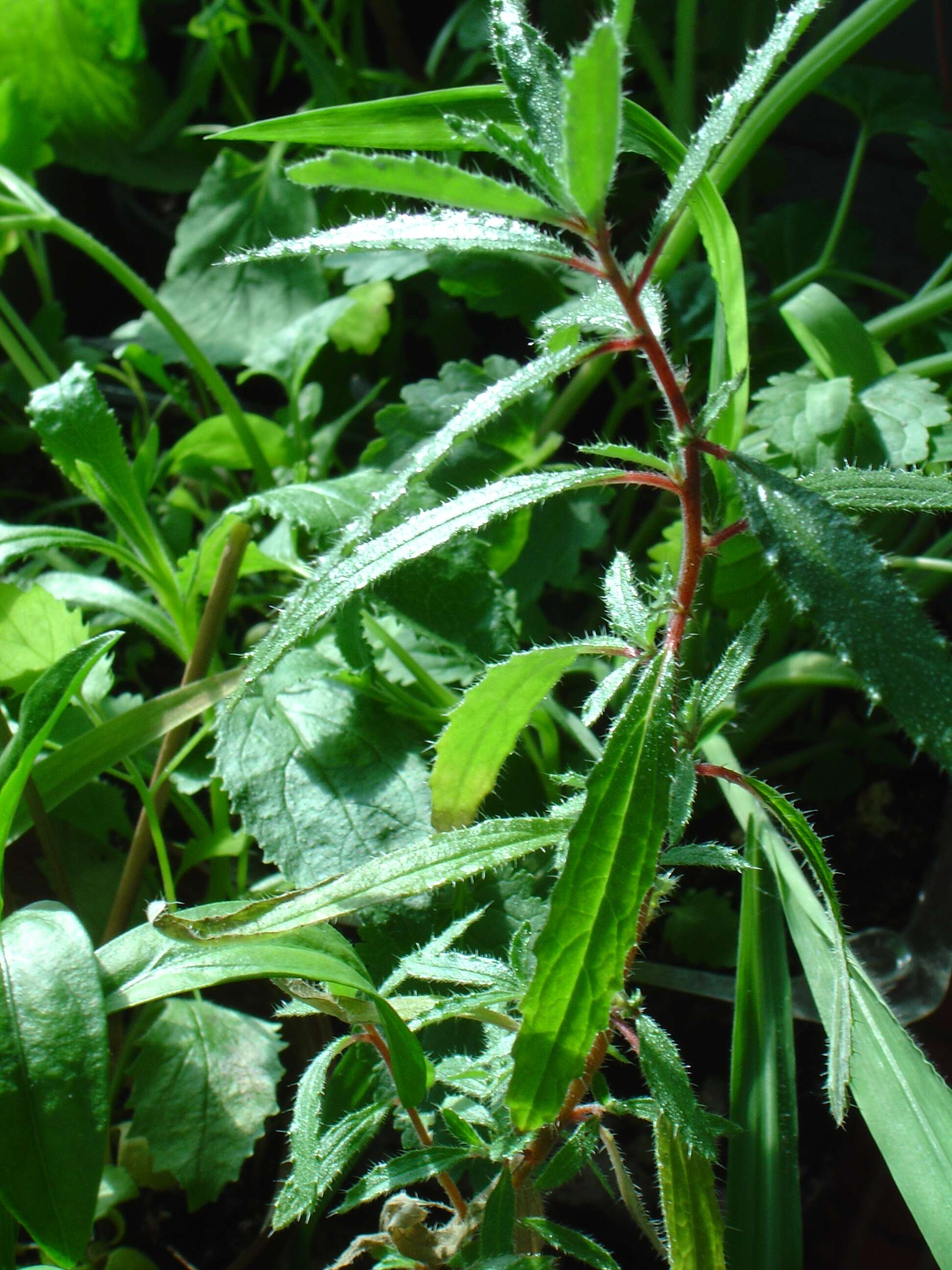 Image de Forsskaolea angustifolia Retz.