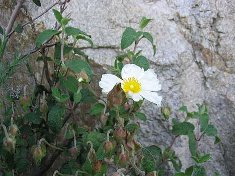 Image of salvia cistus