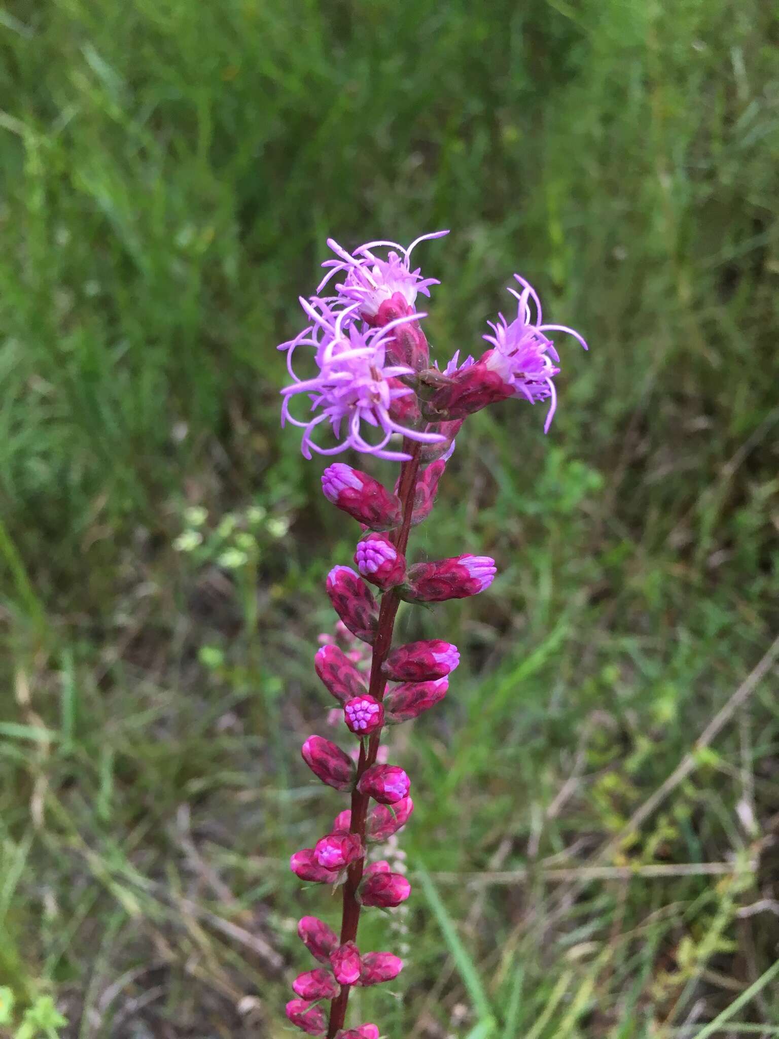 Слика од Liatris spicata var. resinosa (Nutt.) Gaiser