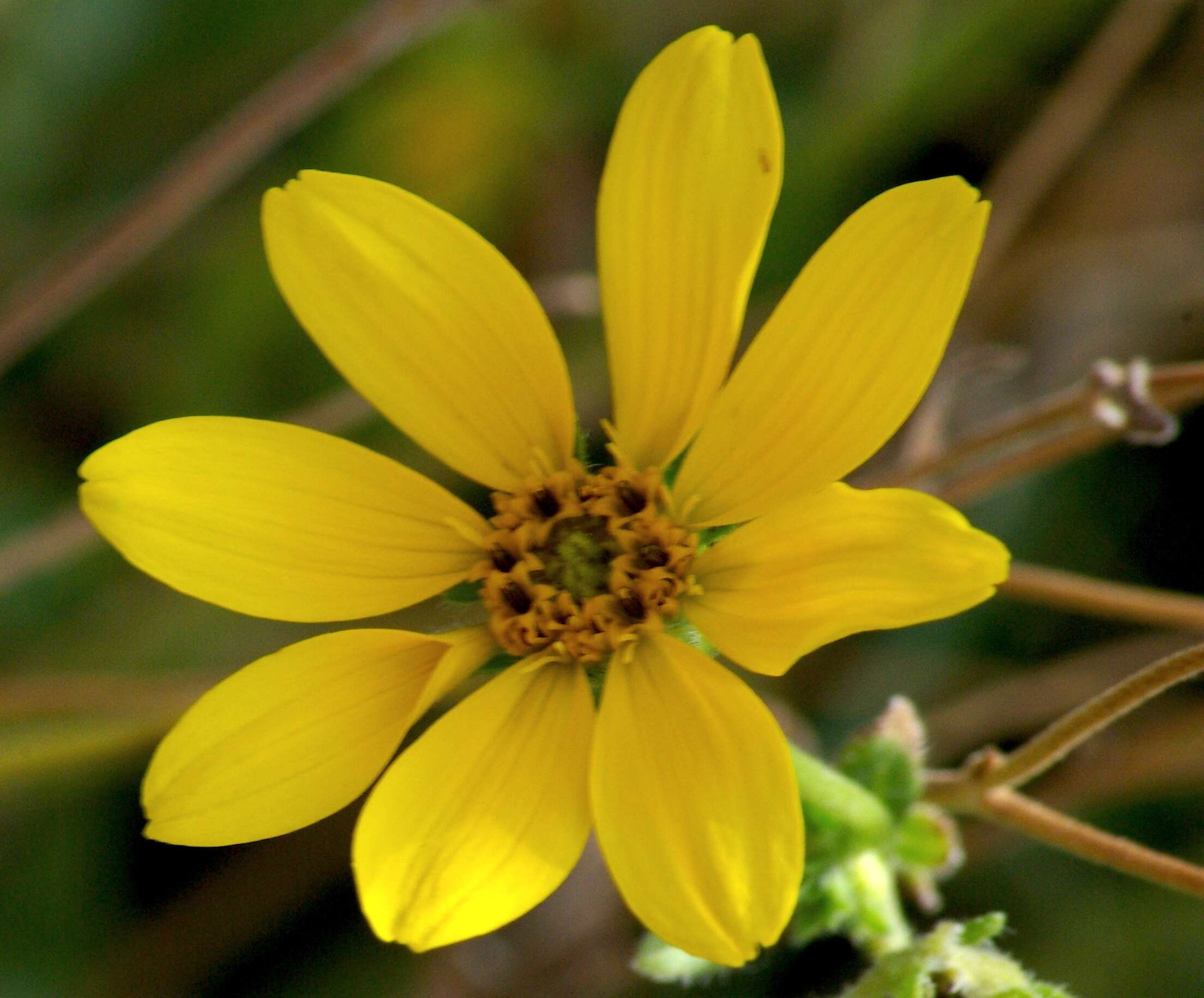 Image of Engelmann's daisy