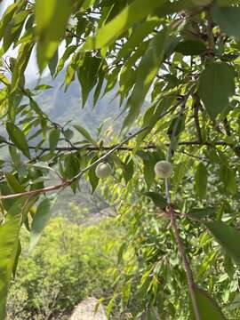 Imagem de Prunus davidiana (Carr.) Franch.