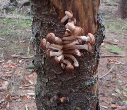 Image of Armillaria ostoyae (Romagn.) Herink 1973