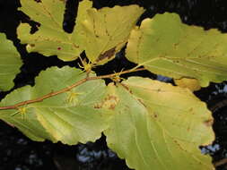 Imagem de Hamamelis virginiana L.