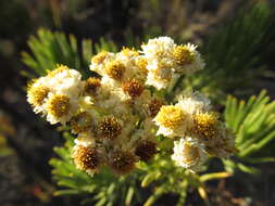 Image of Anaphalis javanica (Reinw. ex Bl.) Sch. Bip.