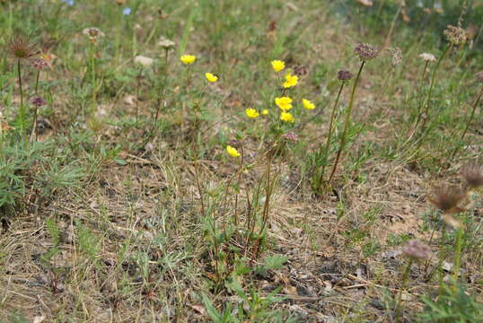 Image of reddish cinquefoil