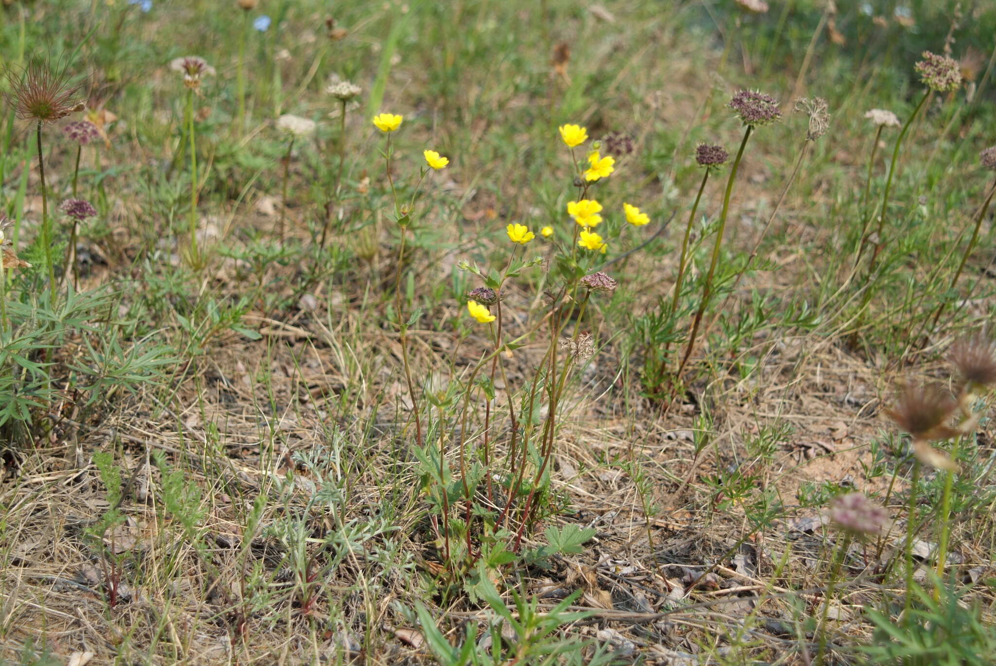 Image of reddish cinquefoil