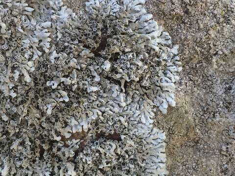 Image of rosette lichen