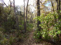 Image of beechleaf frangula