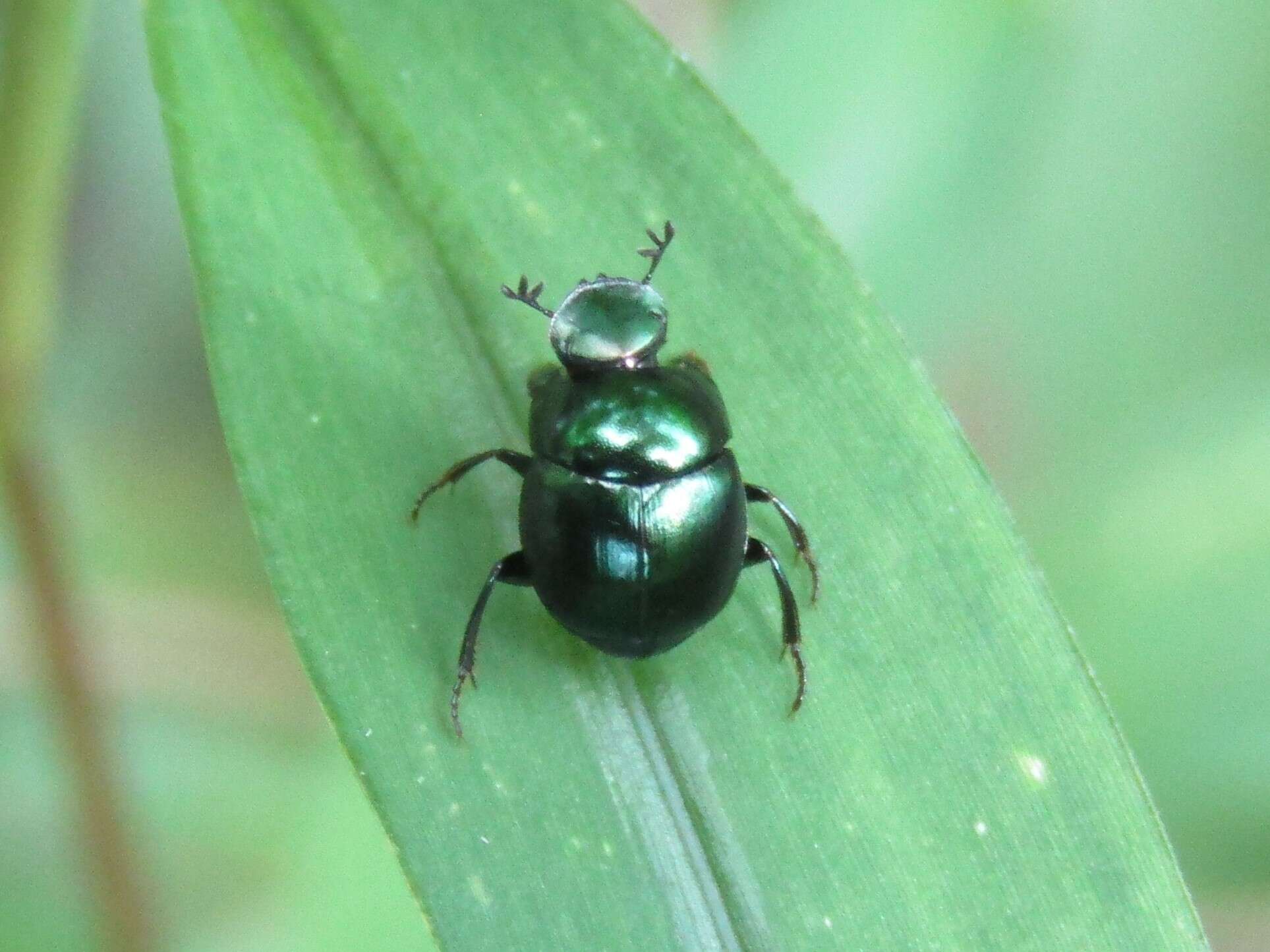 Image of Canthon (Glaphyrocanthon) viridis (Palisot de Beauvois 1805)