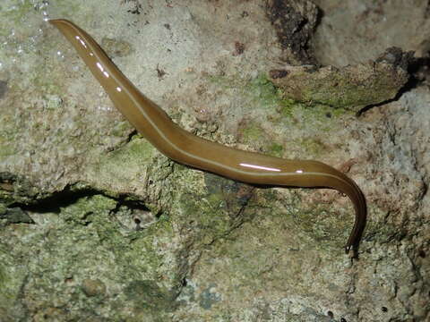 Image of Australopacifica scaphoidea (Steel 1900)