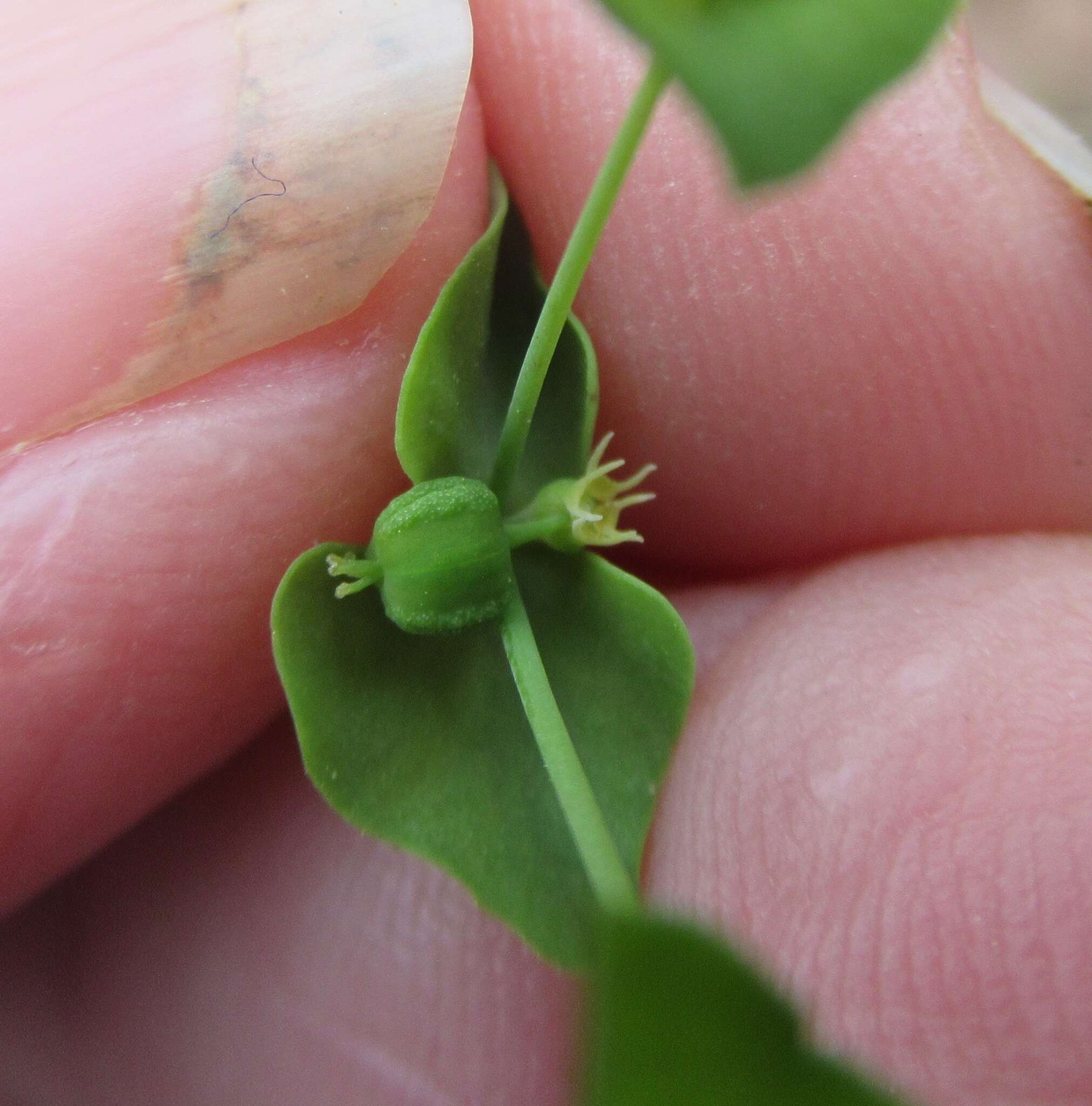 Слика од Euphorbia tetrapora Engelm.