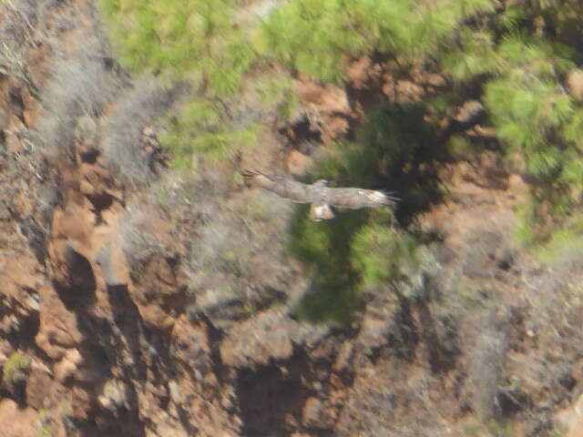 Image of Buteo buteo insularum Floericke 1903