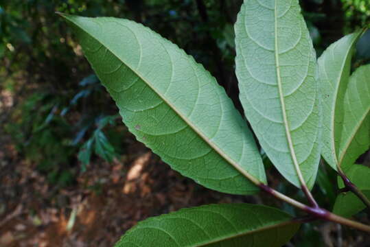 Imagem de Staphylea ternata (Nakai) Byng & Christenh.