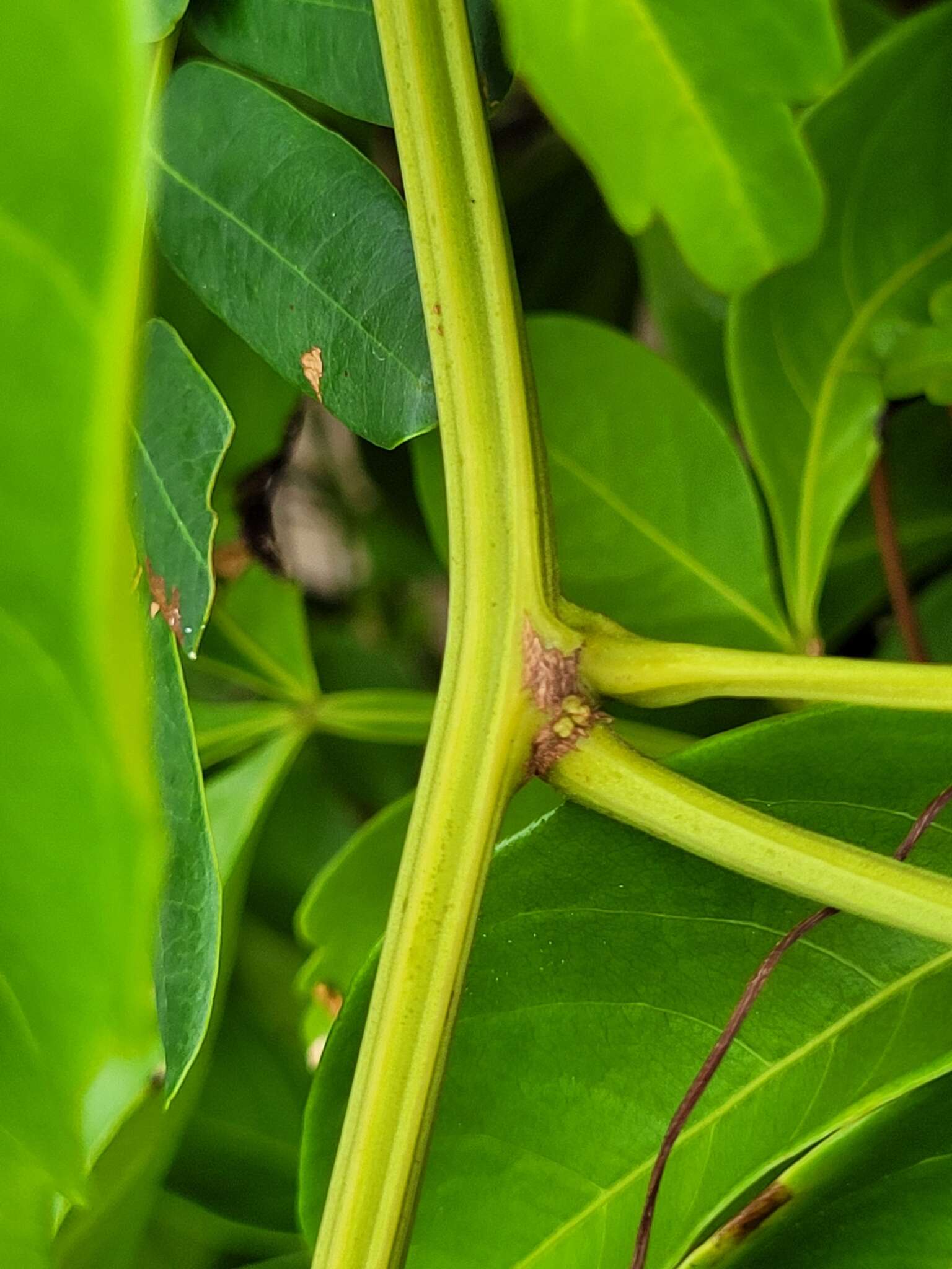 Serjania paucidentata DC. resmi