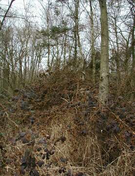 Image of goat willow